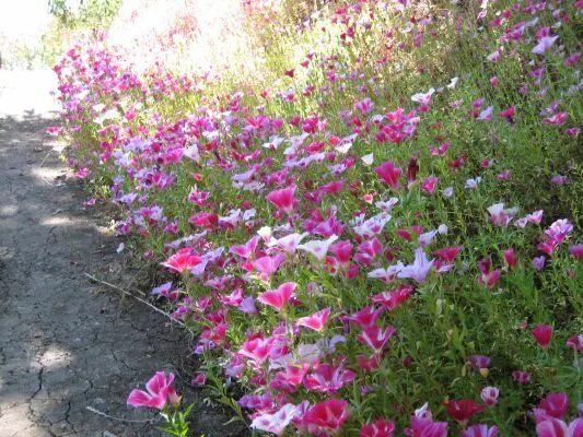 Кларкия фото на клумбе Gallery For Clarkia Amoena Seeds Annual plants, Plants, Country gardening