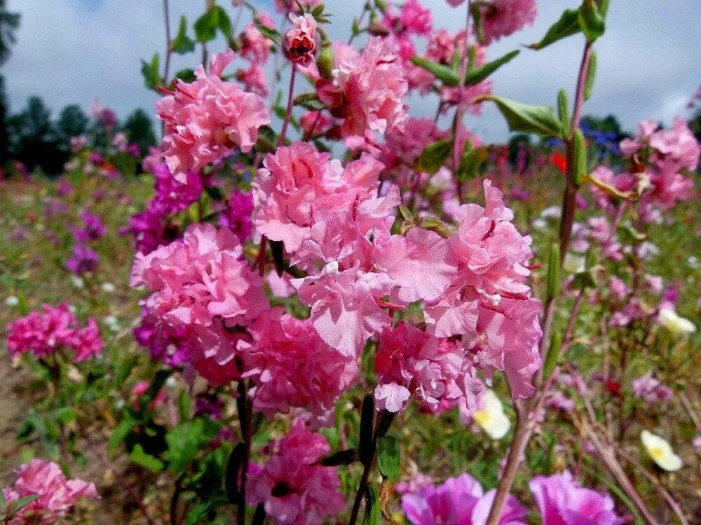 Кларкия посадка и уход фото 100 Pcs Clarkia Double Mixed Flower Seeds - Clarkia Amoena/Godetia Grandiflora/ 