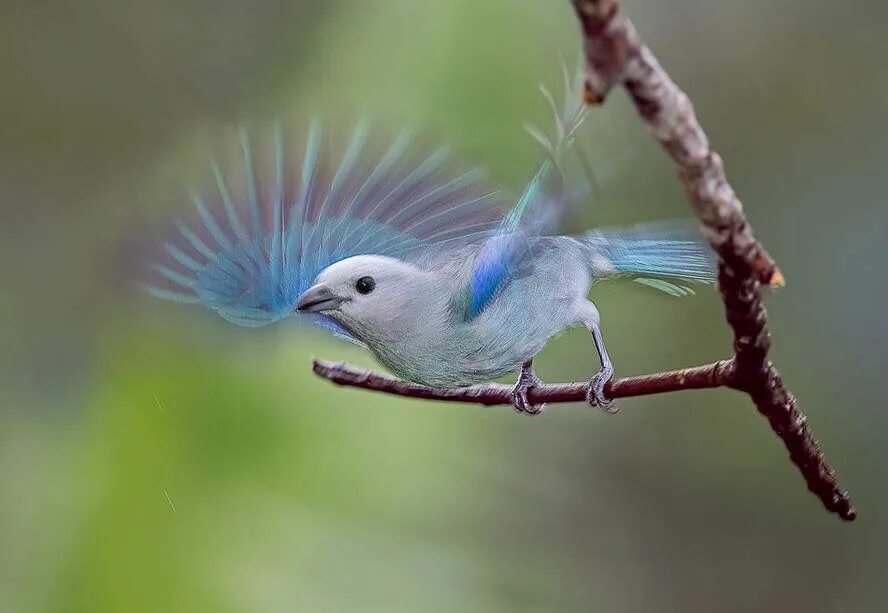 Класс птицы фото Fluttering feathers Rainforest birds, Rare birds, Beautiful birds