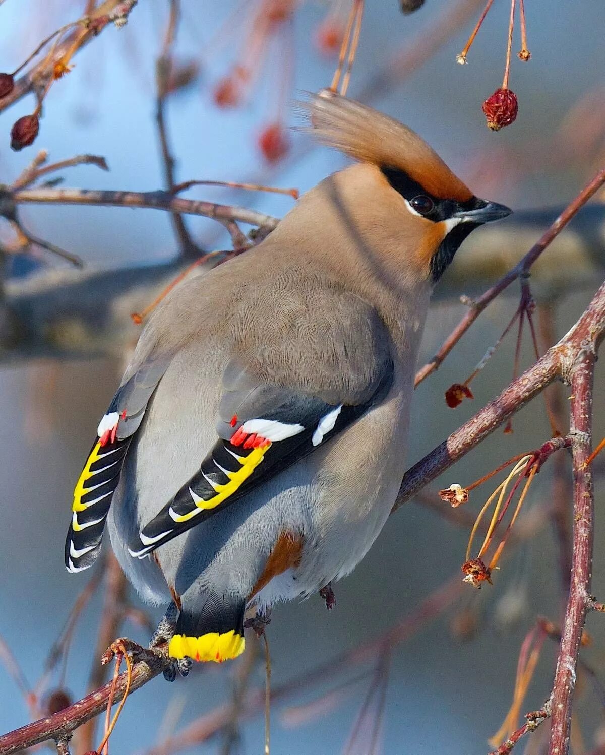 Класс птицы фото Pin de Полезное для воспитателя en материал для занятий Aves