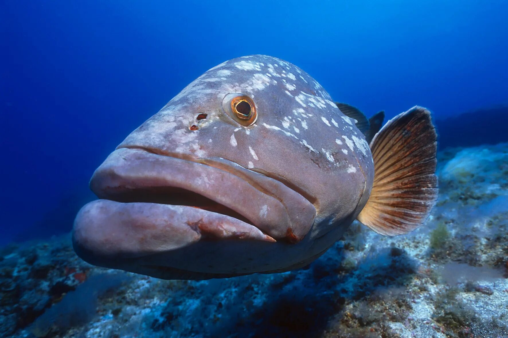 Класс рыбы фото Great picture of mero! Canary island, Fish pet, Under the ocean