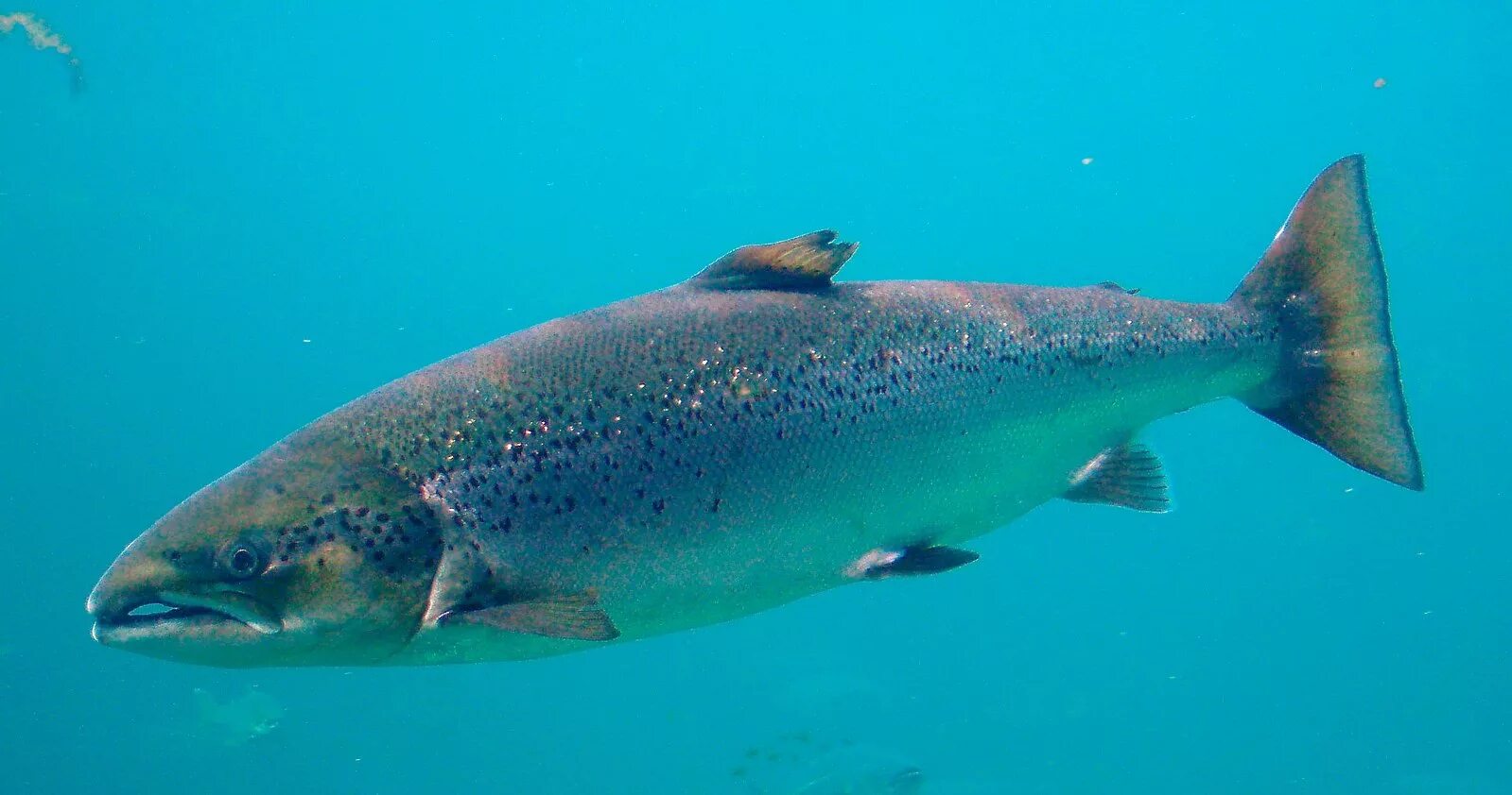 Класс рыбы фото File:Salmo salar-Atlantic Salmon-Atlanterhavsparken Norway (cropped).JPG - Wikip