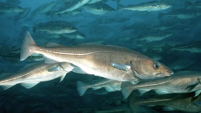 Класс рыбы фото Άρωμα Ικαρίας: Ο μπακαλιάρος Human male, Fish, Faun