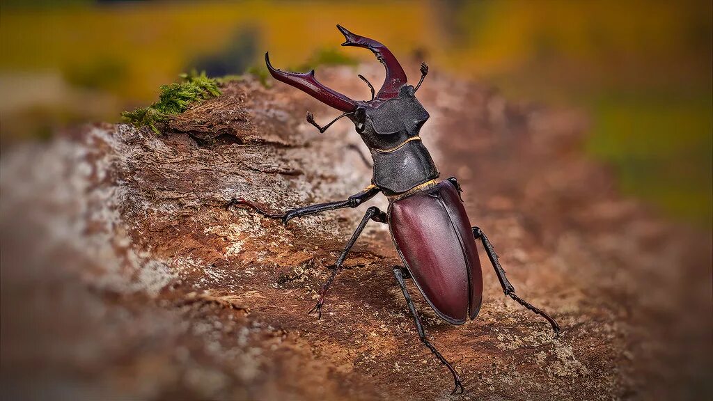 Класс жуков фото Lucanus cervus www.dantis.net/x3/ Paprastasis elniavabalis. Flickr