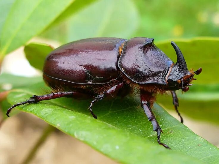 Класс жуков фото European rhinoceros beetle (Oryctes nasicornis) Insect orders, Insects, Beetle