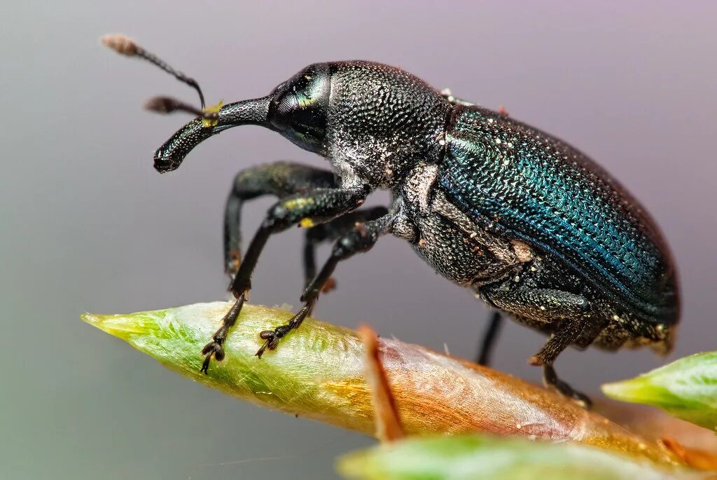 Класс жуков фото Coleoptera Flickr