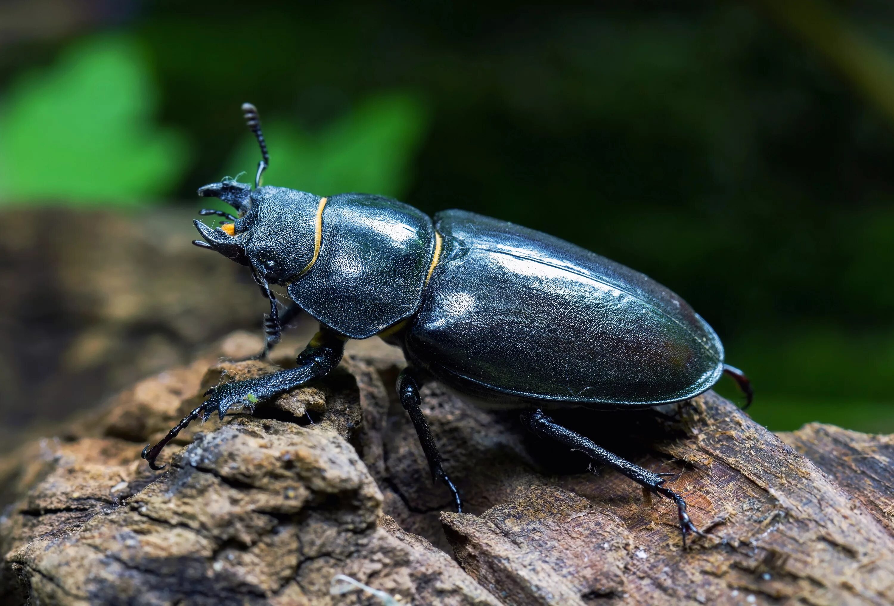 Класс жуков фото File:Lucanus cervus, Stag Beetle female, UK.jpg - Wikimedia Commons