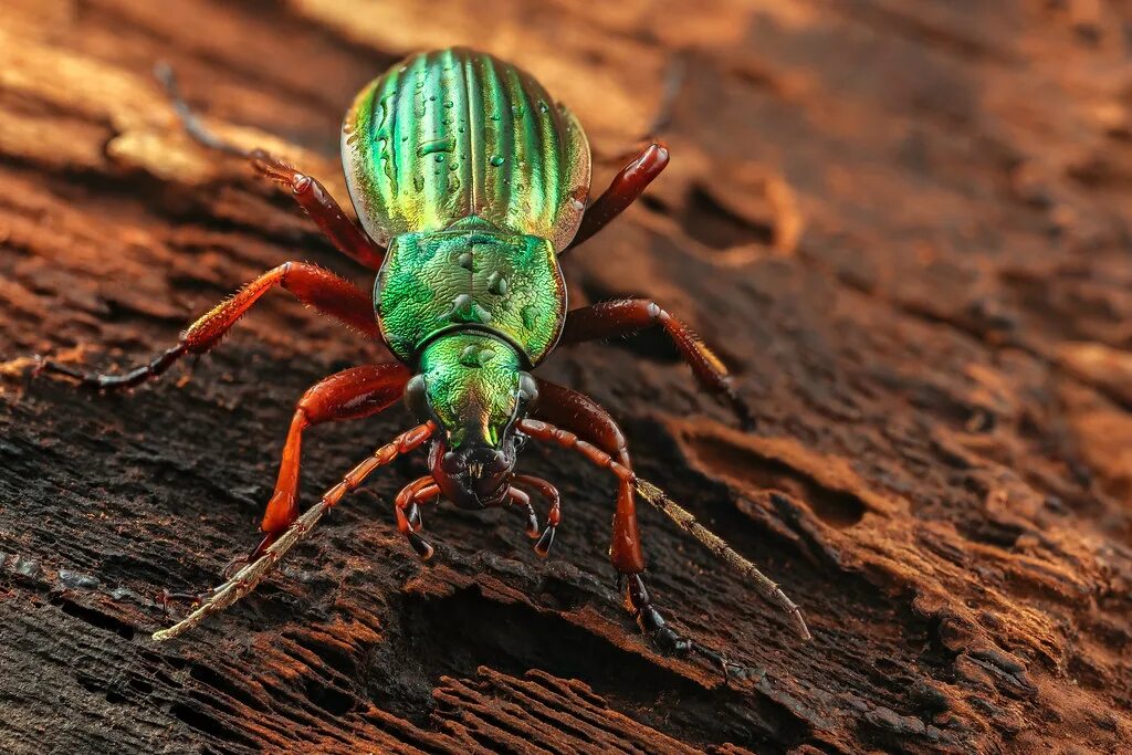 Класс жуков фото Carabus auratus Portrait of a wet Golden ground beetle (Ca. Flickr