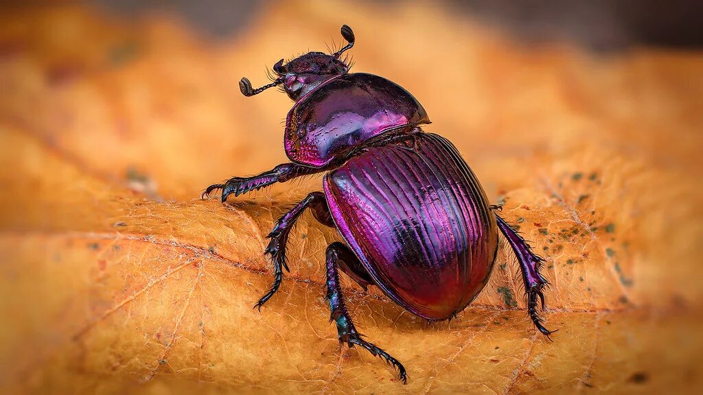 Класс жуков фото Phelotrupes auratus www.dantis.net/x3/ Phelotrupes auratus. Flickr