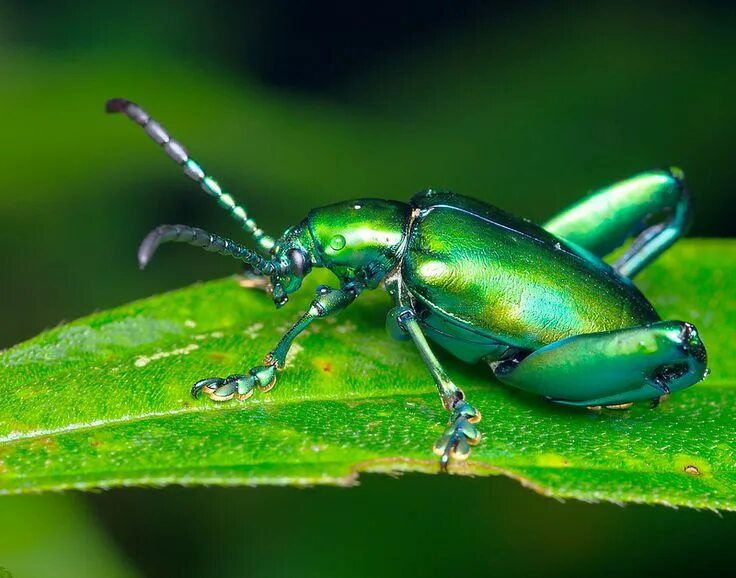 Класс жуков фото 2MG9554-pp frog-legged leaf beetle Sagrinae beetle Sagra femorata Cute small ani