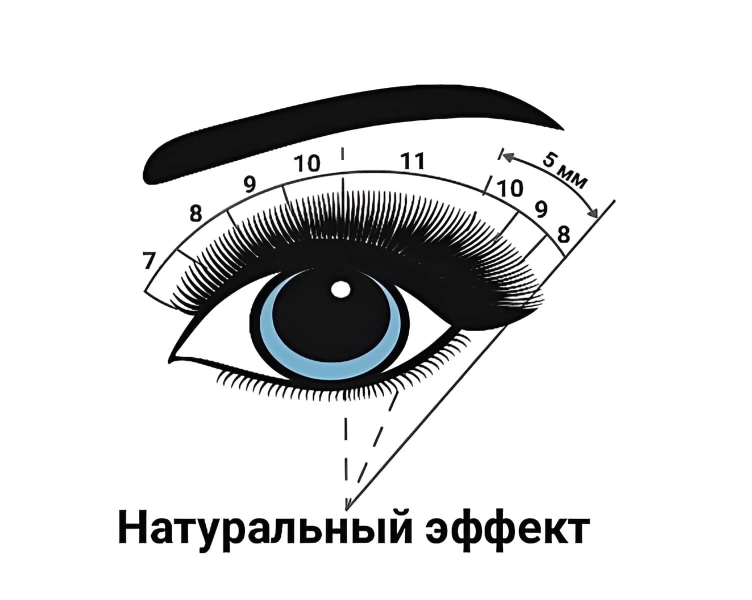 Классическое наращивание ресниц фото схема Кукольный эффект схема - Ресницы 3д: эффект наращивания ресниц 3d, изгиб, лисий,
