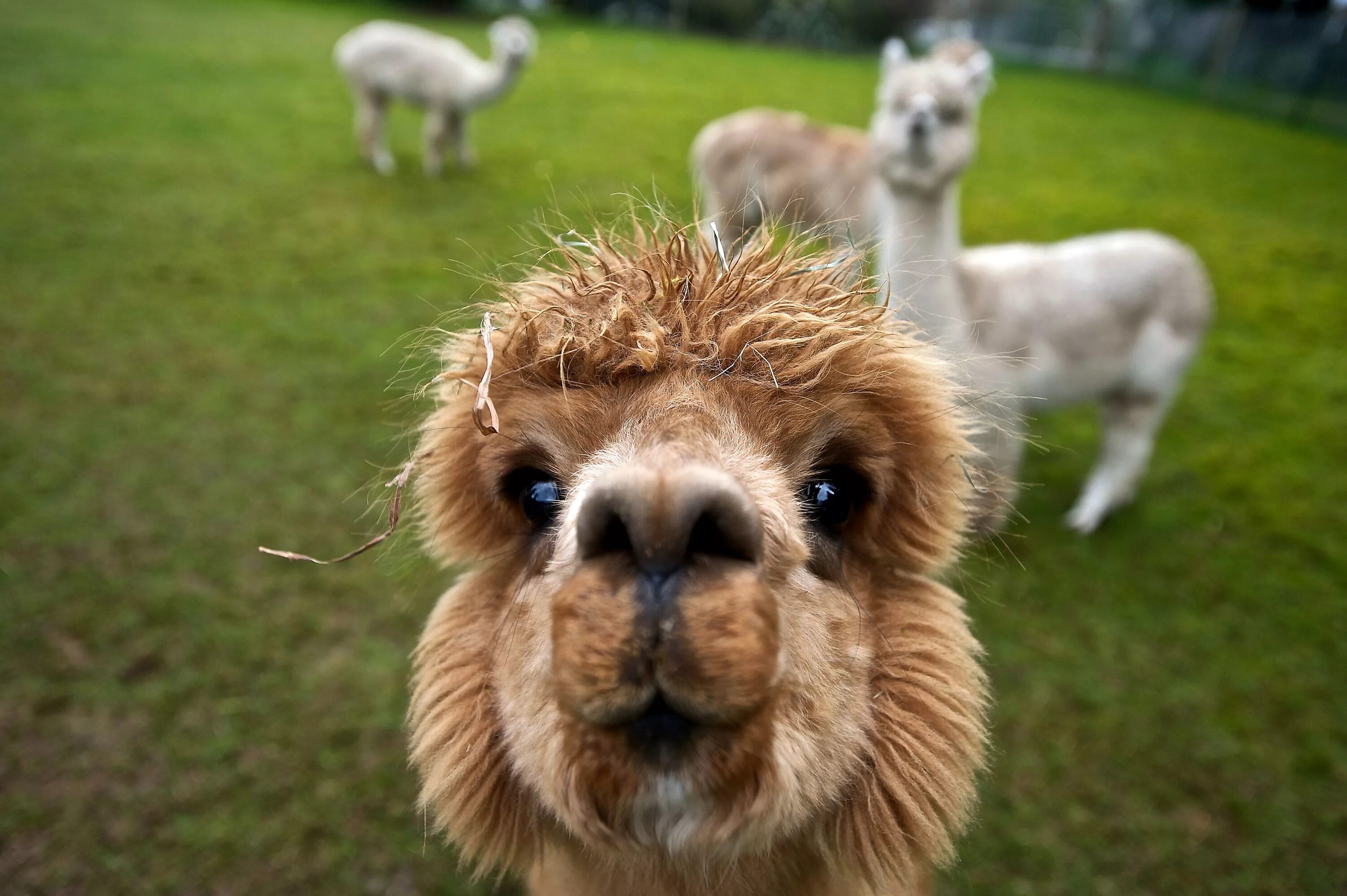 Классное фото животных cute alpaca - Google Search Funny animals, Funny animal pictures, Animals