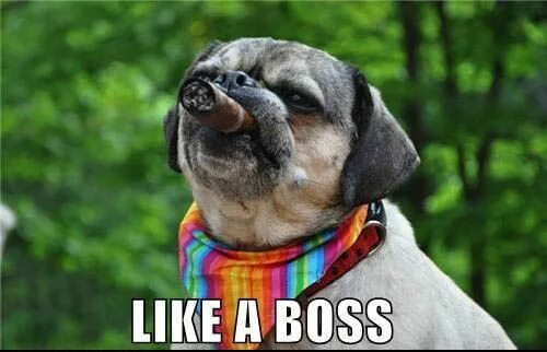 Классное смешное фото A very serious looking dog with a cigar and a scarf - Funnymals Dog quotes funny