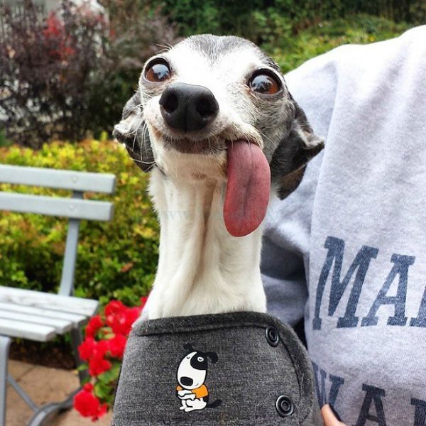 Классное смешное фото This Dog's Tongue is Begging to be Photoshopped Funny looking dogs, Goofy dog, C