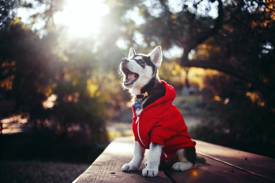 Классные крутые фото Yes, that is a Siberian Husky puppy in an American Apparel hoodie. Cute dog phot