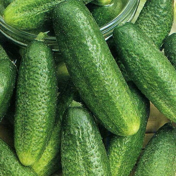 Клавдия сорта огурцов фото Огурец Рита - купить семена из питомника: фото, описание, отзывы, характеристики