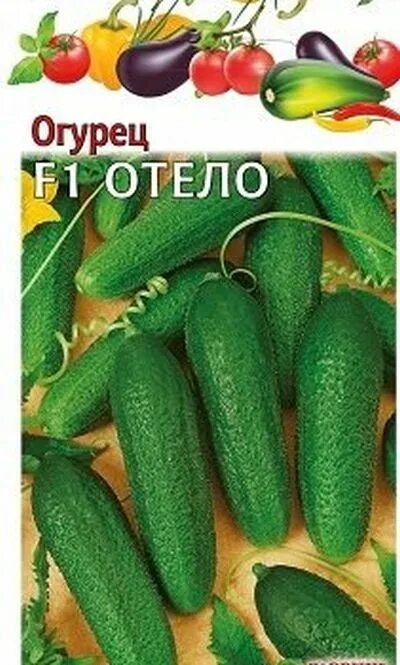 Клавдия сорта огурцов фото Семена Огурец F1 Отело : описание сорта, фото - купить с доставкой или почтой Ро