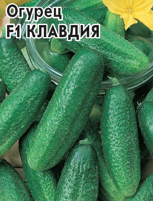 Клавдия сорта огурцов фото Огурец КЛАВДИЯ 10шт (Волж.сад)