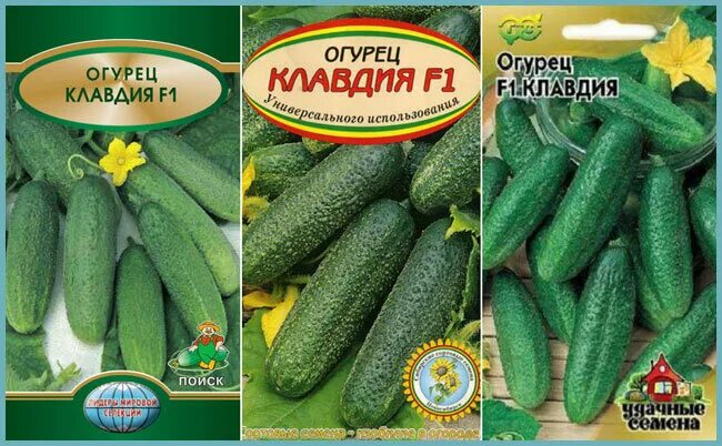 Клавдия сорта огурцов фото Огурцы завалят урожаем если посадите эти сорта Вдали от города (огород + подсобн