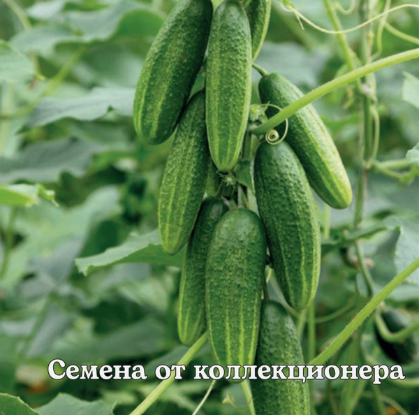 Клавдия сорта огурцов фото Томаты томат вп2_зеленый_Кападокия - купить по выгодным ценам в интернет-магазин
