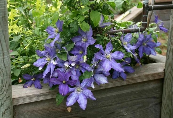 Клематис акаиши фото и описание сорта отзывы Clematis 'Rhapsody' Clematis, Clematis care, Plants