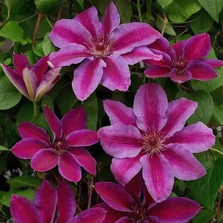Клематис акаиши фото и описание сорта отзывы Клематис "Акаиши" (Clematis "Akaishi") Гриними
