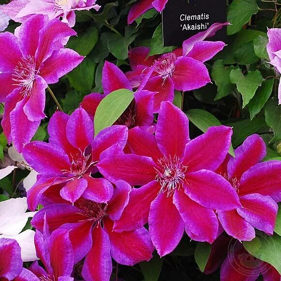 Клематис акаиши фото и описание сорта отзывы Клематис Акаиши (Clematis Akaishi) купить в Москве по низкой цене из питомника, 