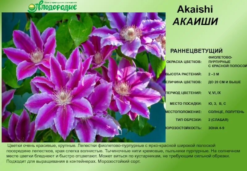 Клематис акаиши фото и описание сорта отзывы Клематис акаиши фото и описание Фитостудия-63.ру
