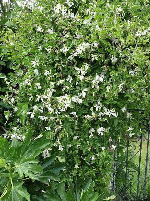 Клематис альба фото Clematis 2 Clematis, Dream garden, Plants