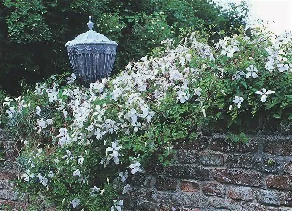 Клематис альба фото Clematis 'Alba Luxurians' at Sissinghurst Gardens, UK © K.Woolfenden Clematis, S