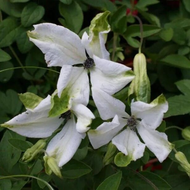 Клематис альба фото Clématite - Clematis viticella Alba Luxurians Clematite, Fleurs simples, Fleurs 