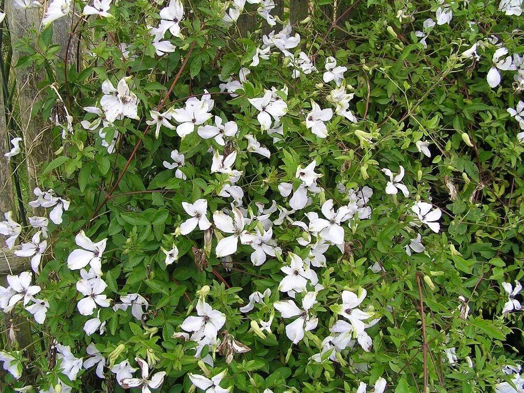 Клематис альба фото Risultati immagini per clematis viticella alba luxurians Giardino, Immagini