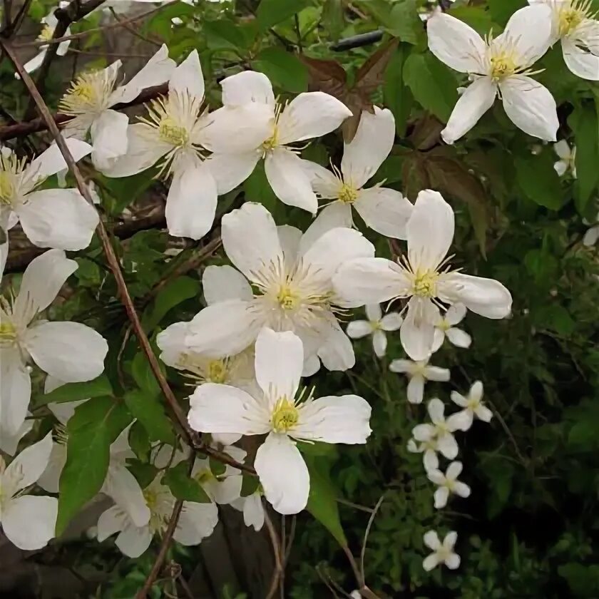 Клематис альба фото clematis-montana-grandiflora-alba Интернет-магазин цветов и растений PlantShip