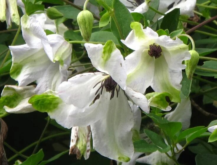 Клематис альба фото Clematis viticella Alba Luxurians. Makes me think of grandma's hankies. Definite