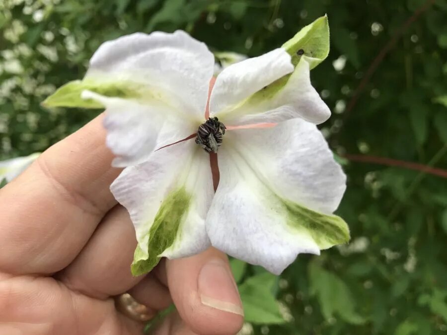 Клематис альба фото viticella Alba Luxurians in 2020 Clematis, Flowers, Alba