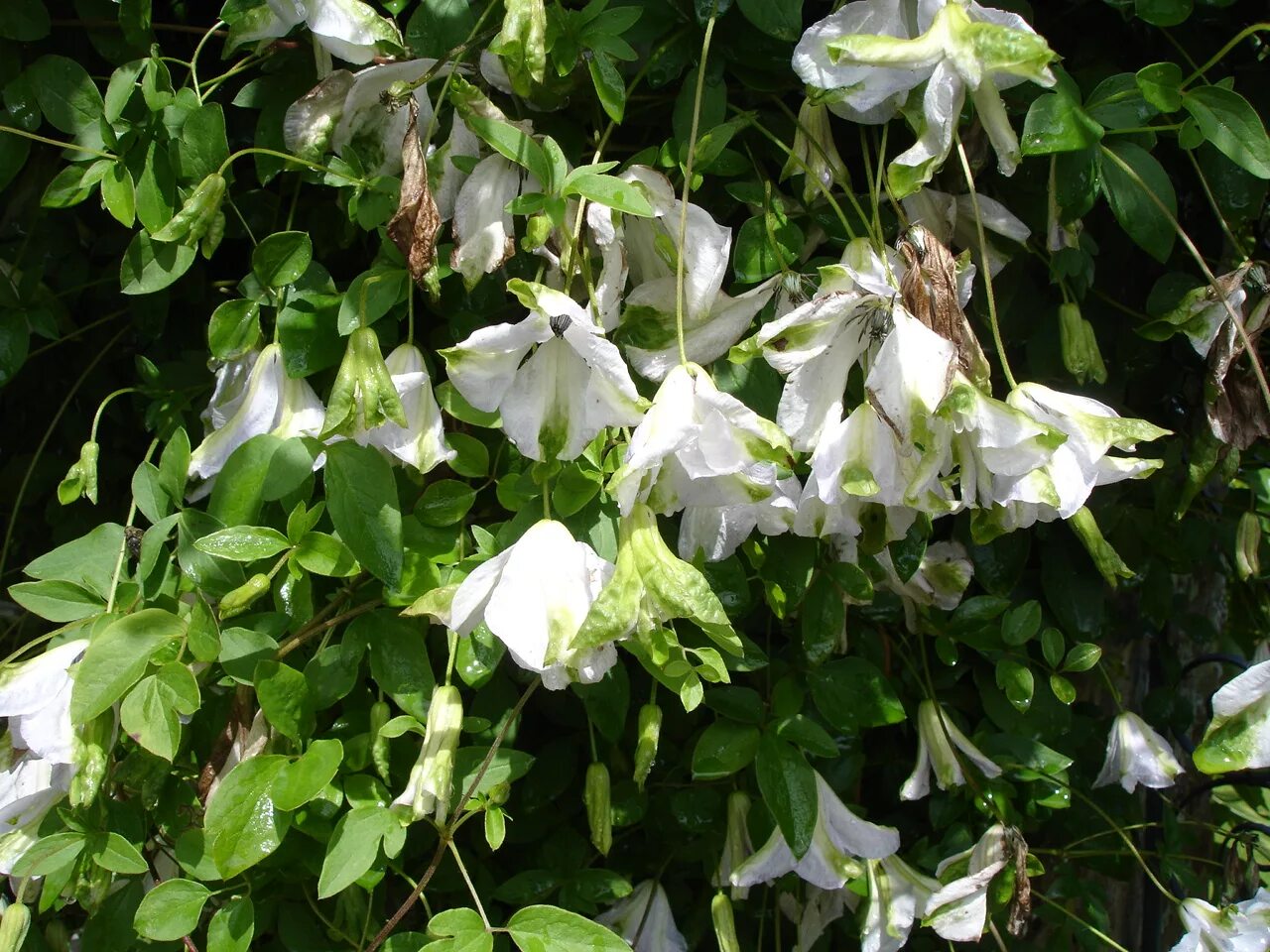 Клематис альба фото File:Clematis Alba Luxurians1a.UME.jpg - Wikimedia Commons