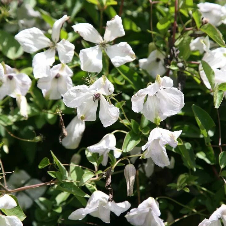 Клематис альба фото и описание Clematis 'Alba Luxurians' - clematis (group 3) ( syn. Clematis viticella Alba Lu