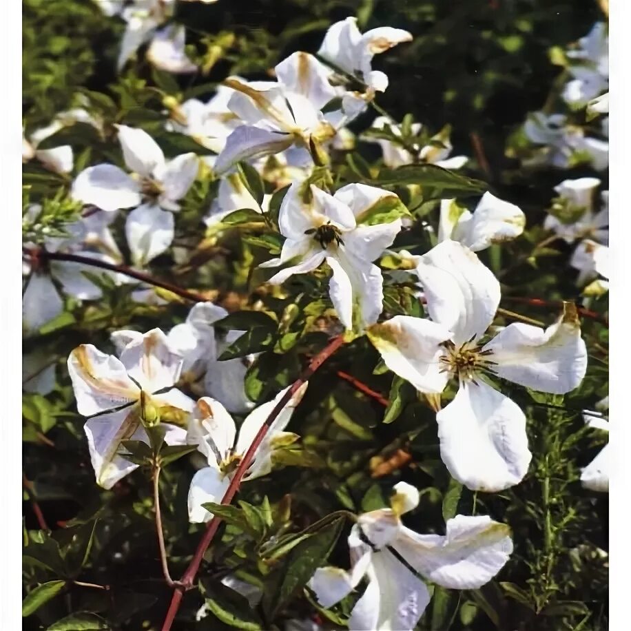 Клематис альба фото и описание Clematis viticella Alba Luxurians - Clematite