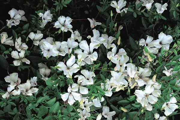 Клематис альба описание сорта фото Clematis viticella luxurians alba