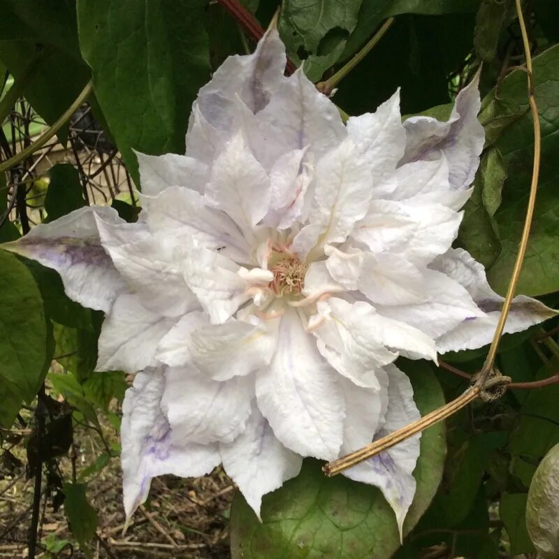 Клематис альба описание сорта фото Clematis jackmanii 'Alba', Clematis 'Alba' - uploaded by @Rosehenge