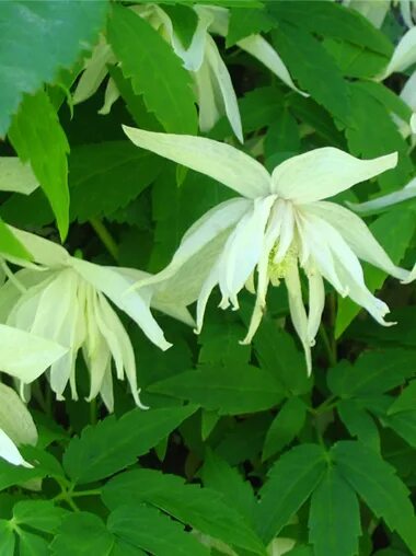 Клематис альба плена фото Клематис Альбина Плена (Clematis A G.Albina Plena)
