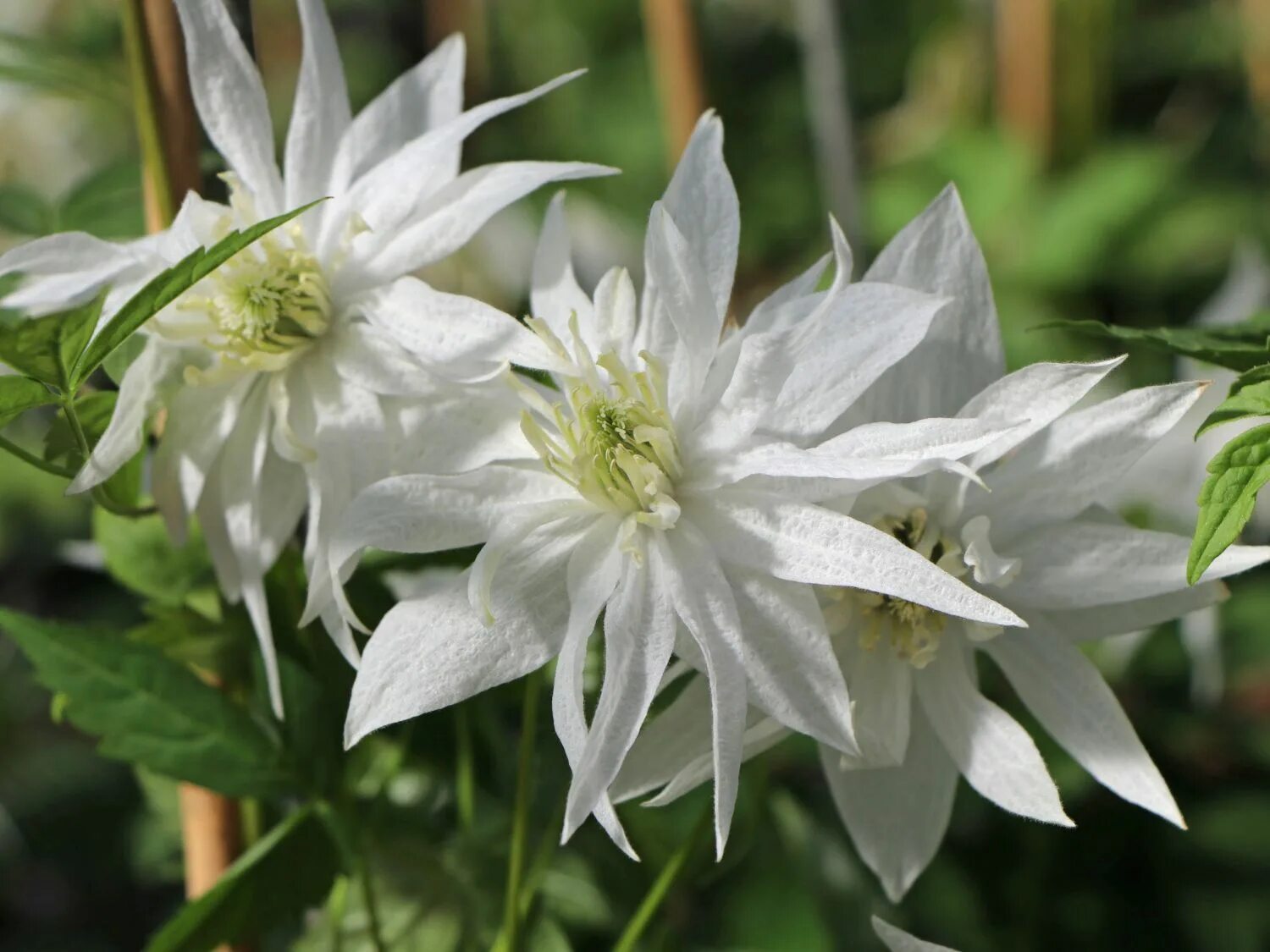 Клематис альба плена фото Клематис альпийский Альбина Плена (Clematis alpina Albina Plena) 2 л контейнер, 