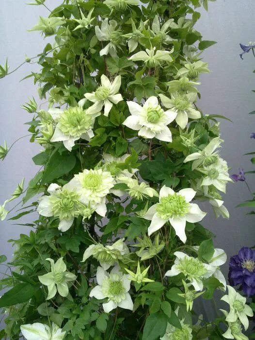 Клематис альба плена фото florida Plena Clematis plants, Clematis, Clematis vine