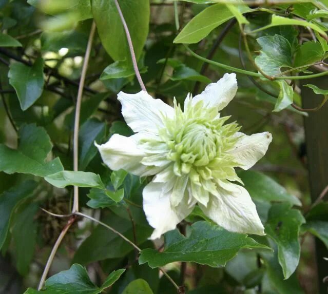 Клематис альба плена фото Clematis florida 'Alba Plena' White gardens, Planting flowers, Fragrant plant