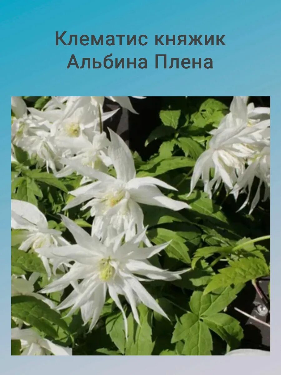 Клематис альба плена фото Клематис княжик Альбина Плена iKodolovGarden 220450066 купить в интернет-магазин
