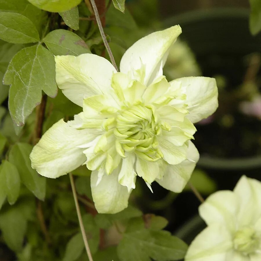 Клематис альба плена фото Clematis Florida alba plena Arts Nursery Ltd