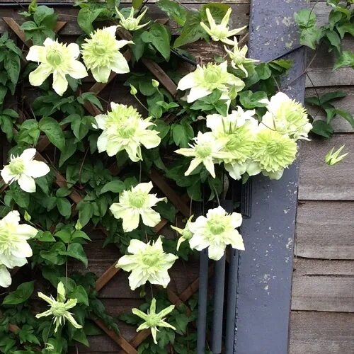 Клематис альба плена фото Клематис цветистый "Альба Плена" (Clematis florida var. "Alba Plena") Гриними