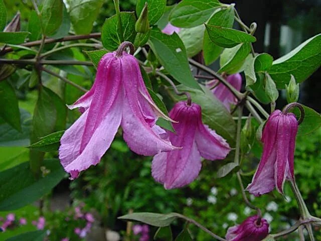 Клематис аленка фото Clematis 'Alionushka'© Ton Hannink Climbing clematis, Clematis, Bulb flowers