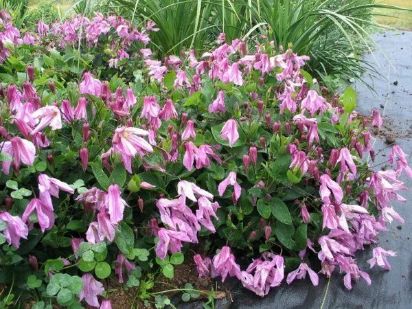 Клематис аленушка фото и описание A non-climbing clematis anyone? Clematis, Climbing clematis, Perennial bulbs