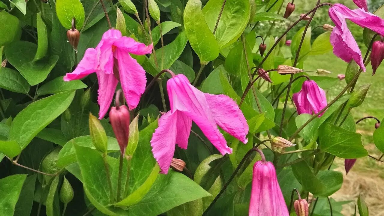 Клематис аленушка отзывы фото Клематис Аленушка (Alionushka) купить в Москве, доставка почтой по России, недор